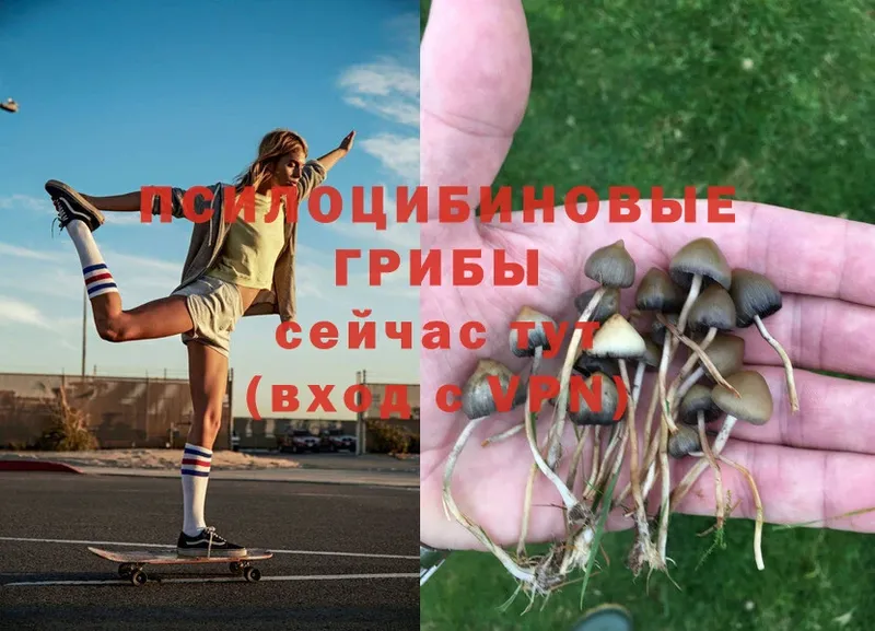 Галлюциногенные грибы Psilocybe  Тулун 